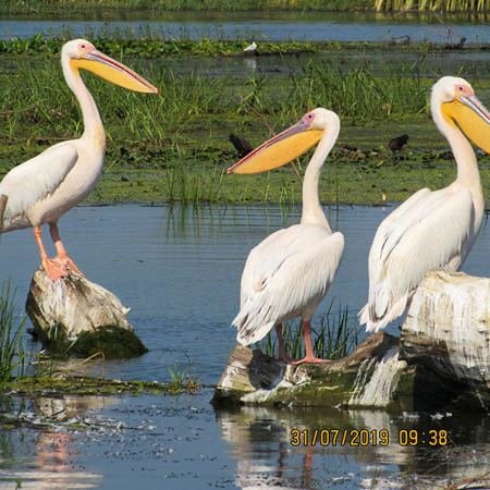 Excursia de două zile în Delta Dunării cu catamaranul