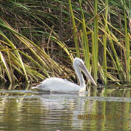 Excursia de două zile în Delta Dunării cu catamaranul
