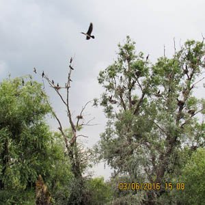 Cuiburi cormorani Lacul cu Cotete