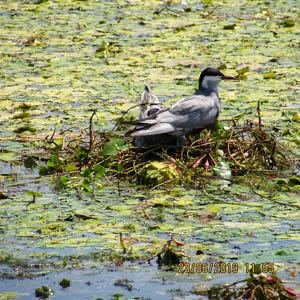 Excursia de două zile în Delta Dunării cu catamaranul