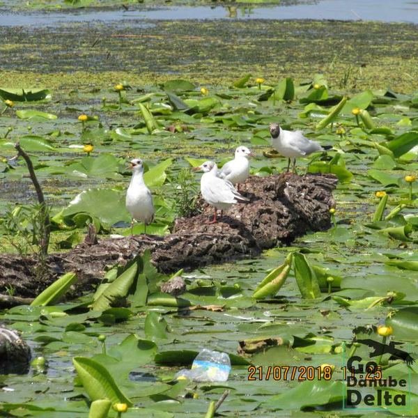 Excursia de trei zile în Delta Dunării cu catamaranul