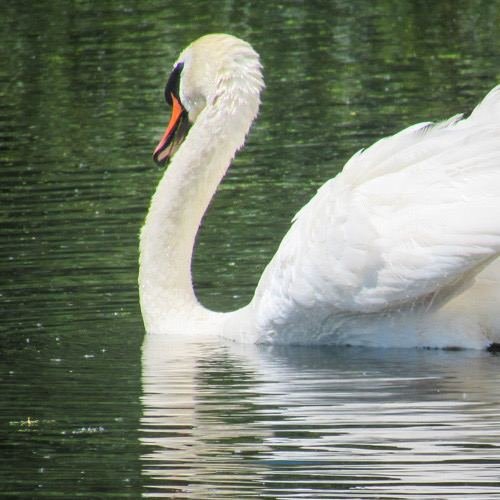 Excursia de trei zile în Delta Dunării cu catamaranul