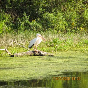 pelican canal Trofilca