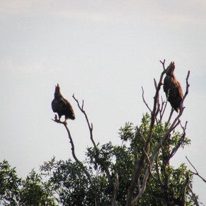 vulturi codalbi lacul cu cotete