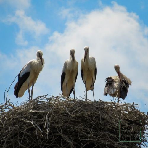 Excursia de patru zile în Delta Dunării cu catamaranul