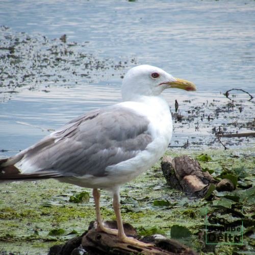 Excursia de patru zile în Delta Dunării cu catamaranul