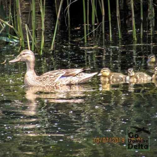 Excursia de patru zile în Delta Dunării cu catamaranul