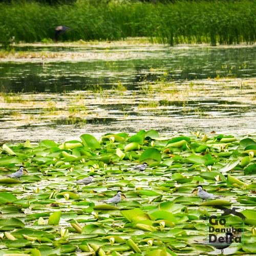 Excursia de patru zile în Delta Dunării cu catamaranul