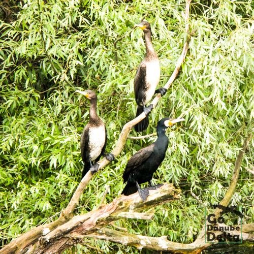 Excursia de patru zile în Delta Dunării cu catamaranul