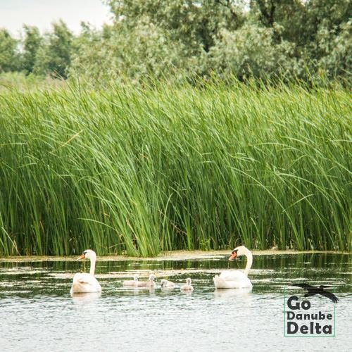 Excursia de patru zile în Delta Dunării cu catamaranul