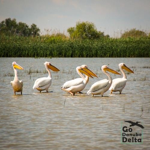 Excursia de patru zile în Delta Dunării cu catamaranul