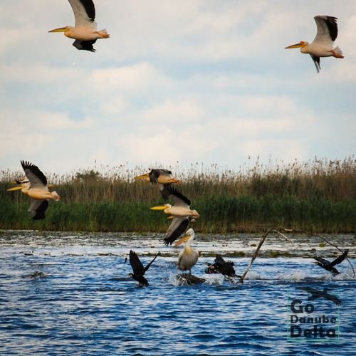 Excursia de patru zile în Delta Dunării cu catamaranul