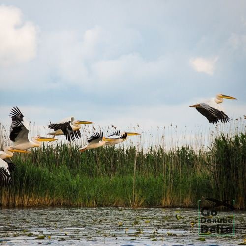 Excursia de patru zile în Delta Dunării cu catamaranul