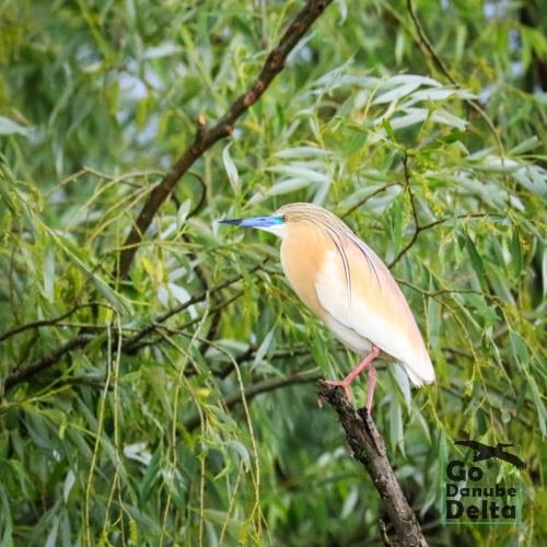 Excursia de patru zile în Delta Dunării cu catamaranul