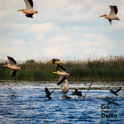 pelicani cormorani