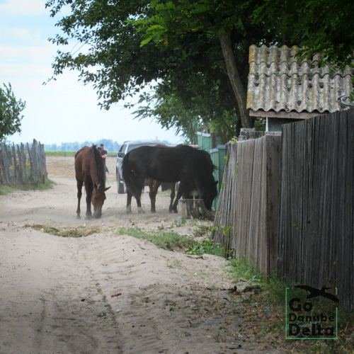 Excursia de patru zile în Delta Dunării cu catamaranul