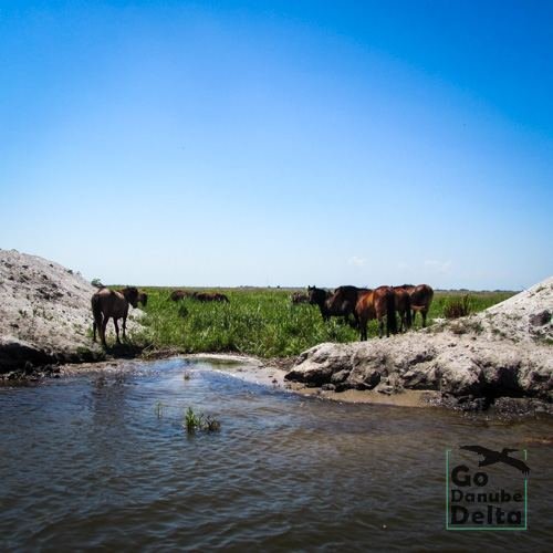 Excursia de patru zile în Delta Dunării cu catamaranul