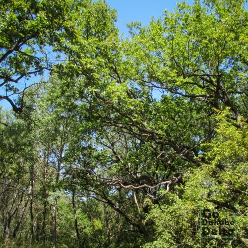 Excursia de patru zile în Delta Dunării cu catamaranul