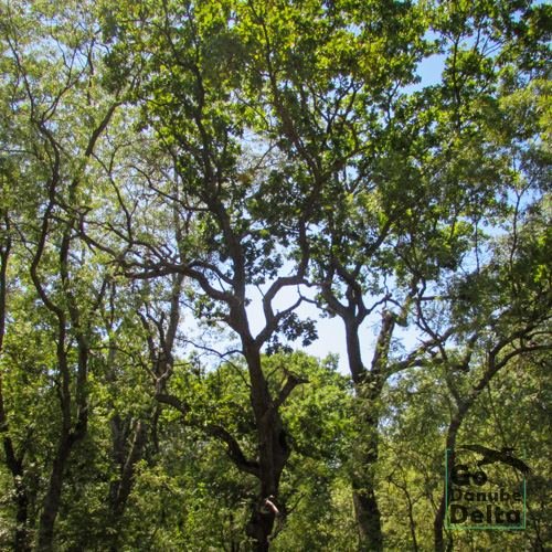Excursia de patru zile în Delta Dunării cu catamaranul