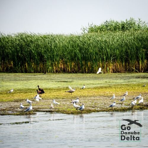 Excursia de patru zile în Delta Dunării cu catamaranul