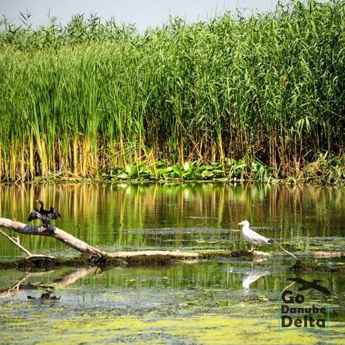 Excursia de patru zile în Delta Dunării cu catamaranul