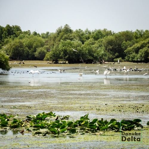 Excursia de patru zile în Delta Dunării cu catamaranul