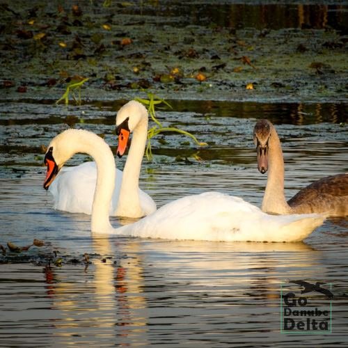 Excursia de patru zile în Delta Dunării cu catamaranul