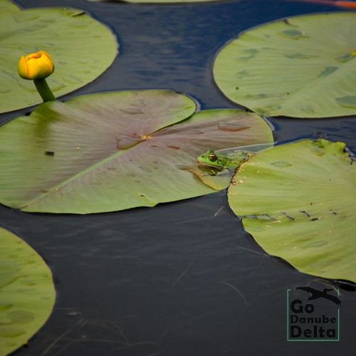 Excursia de patru zile în Delta Dunării cu catamaranul