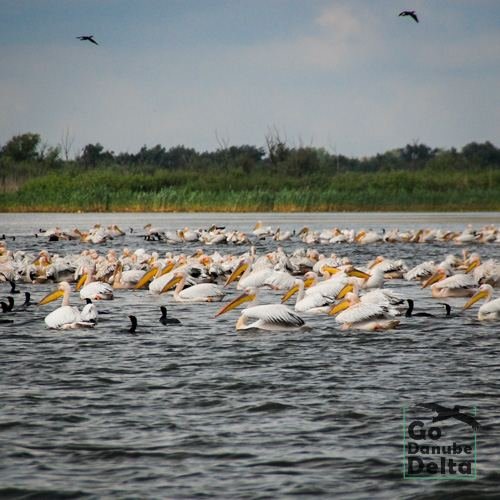 Excursia de patru zile în Delta Dunării cu catamaranul