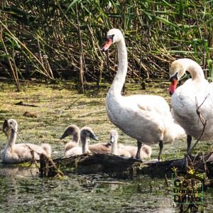 Go Danube Delta