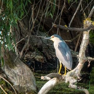 Go Danube Delta