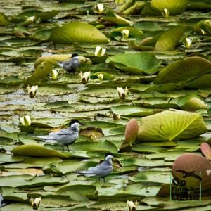 Go Danube Delta