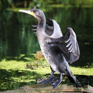 Go Danube Delta