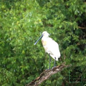 Go Danube Delta