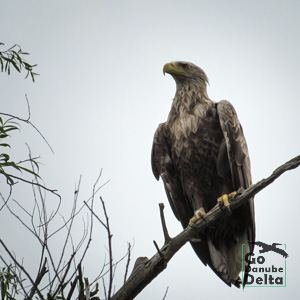 Go Danube Delta