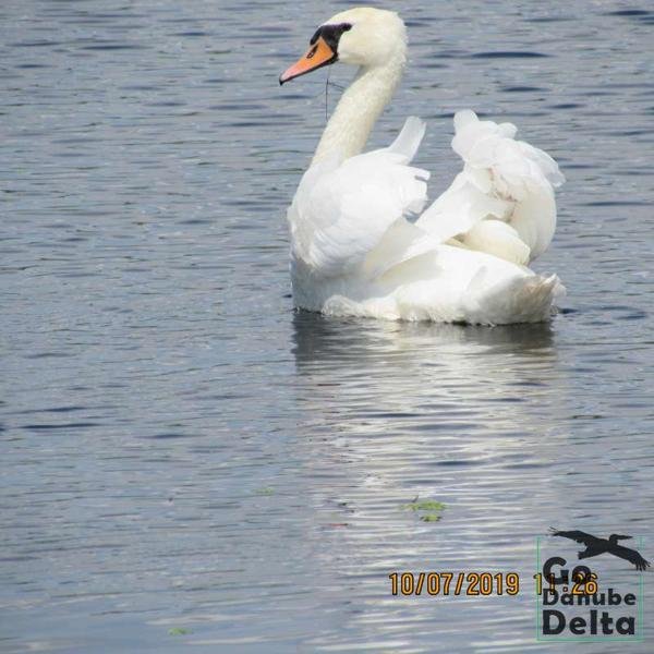 Galerie Foto, 10 iulie 2019 – 26