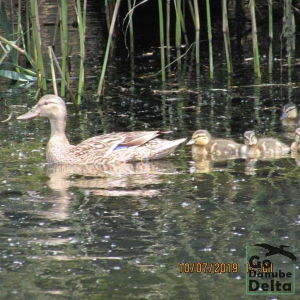 Galerie Foto, 10 iulie 2019 – 22