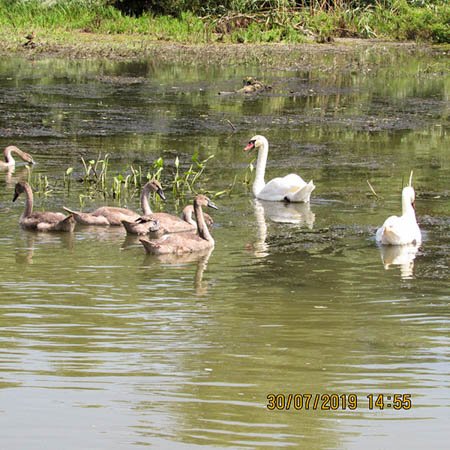 Familie lebede canal Sontea