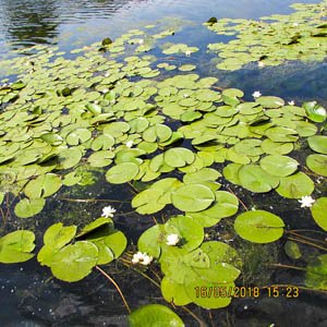 Nuferi albi pe Lacul cu Cotete