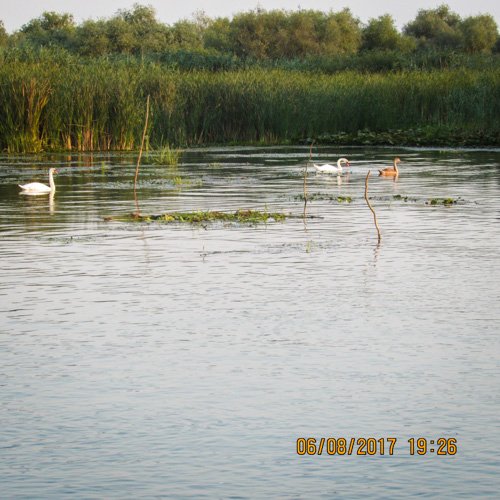 familie lebede pe lac