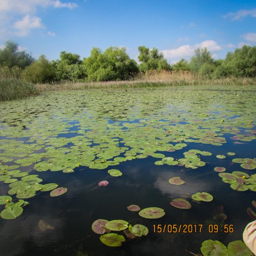 nuferi galbeni