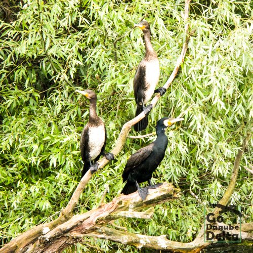 cormorani Delta Dunarii